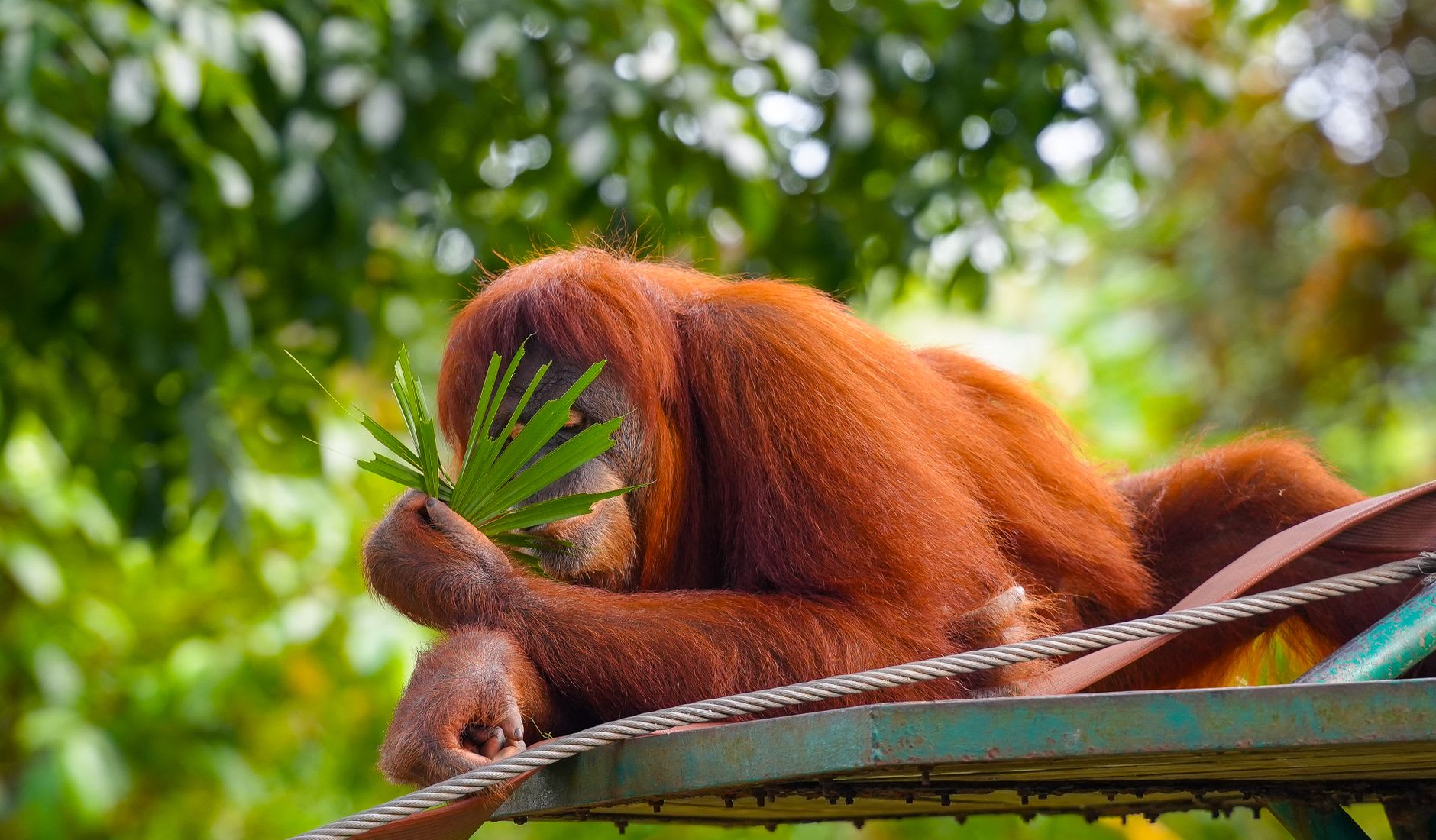 Groupe familial de nasiques assis dans des arbres au bord du Kinabatangan à l'heure dorée