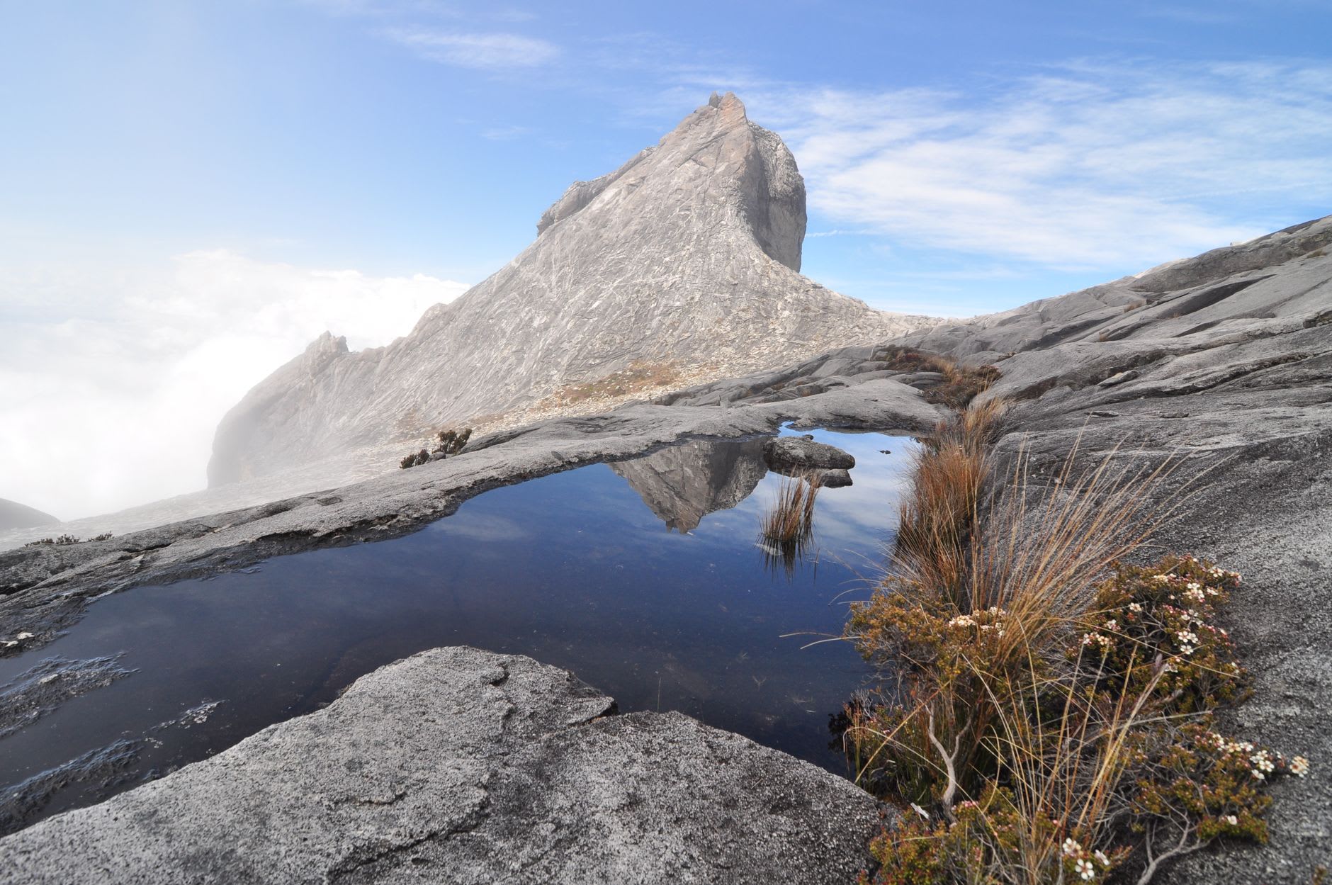 Plantas de jarro y árboles musgosos retorcidos en la zona del bosque nuboso montano del Monte Kinabalu