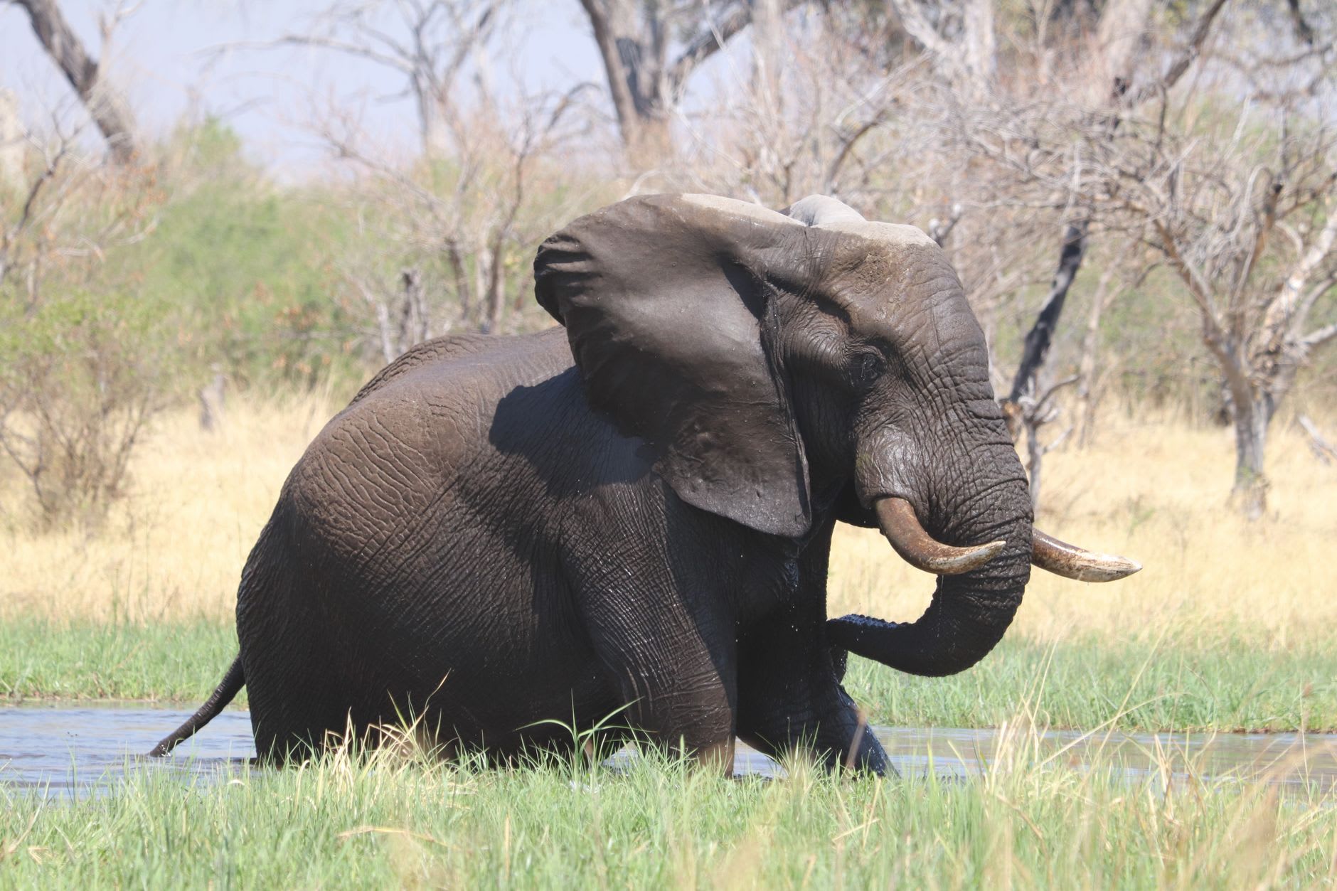 A lioness watching a herd of elephants from the grass near the Chobe riverfront, ears forward, body flat