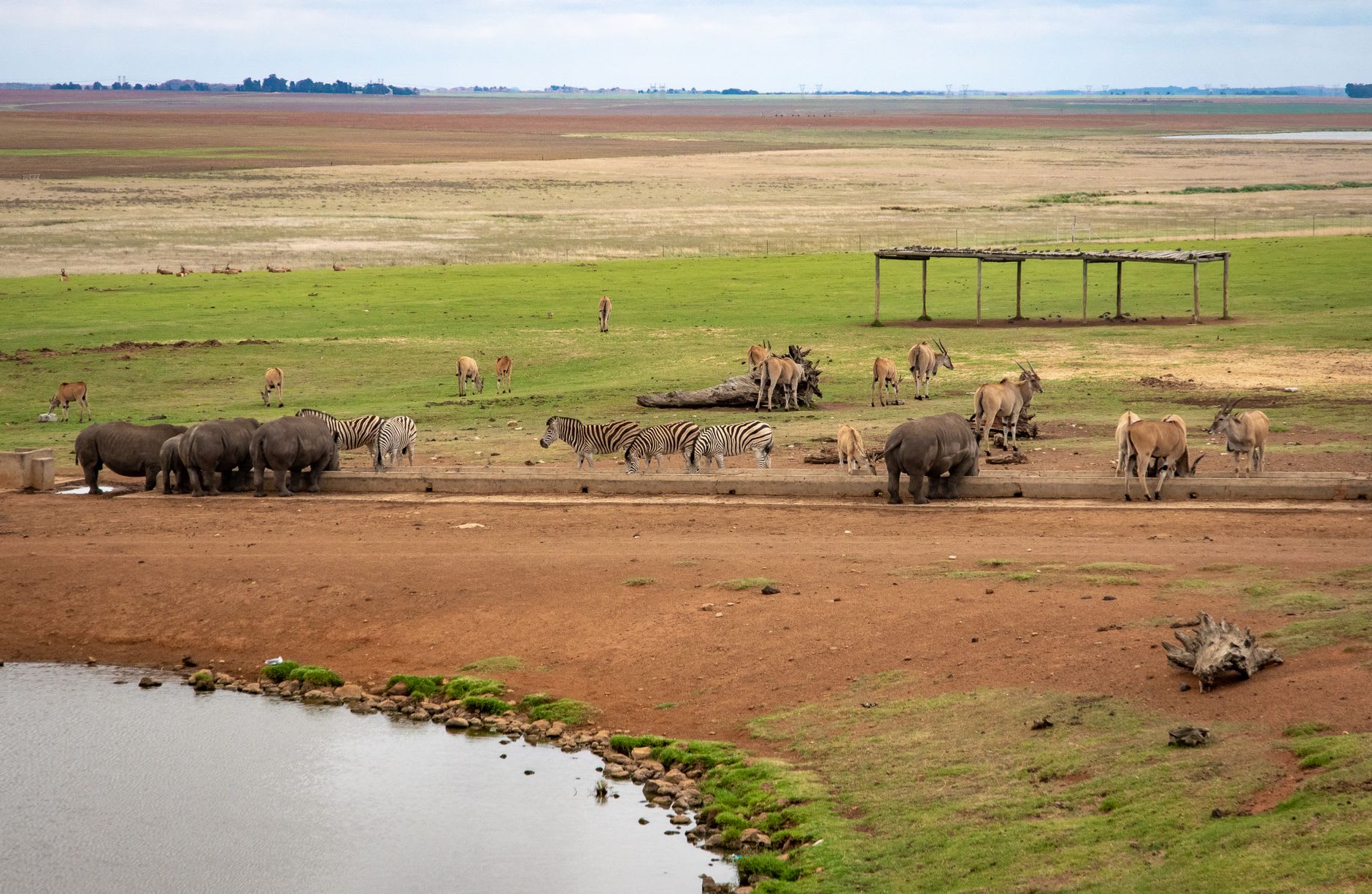 Two white rhinos grazing at the edge of the pale Serwe Pan, low afternoon light catching the dust they raise