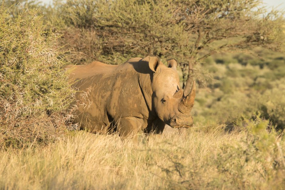 A white rhino grazing in golden grass at Mokolodi Nature Reserve, Botswana