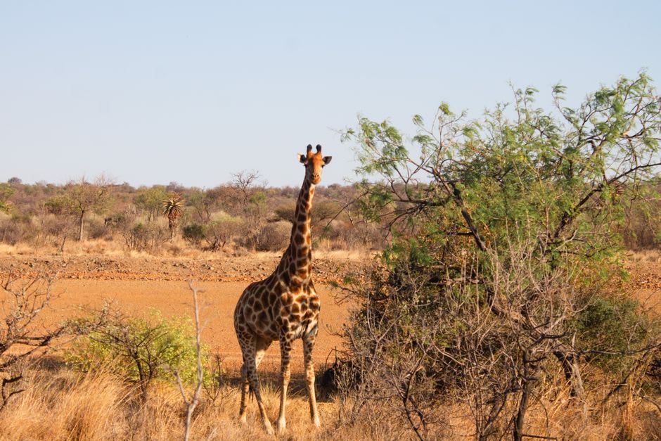 Giraffe walking across the open bushveld at Mokolodi Nature Reserve near Gaborone