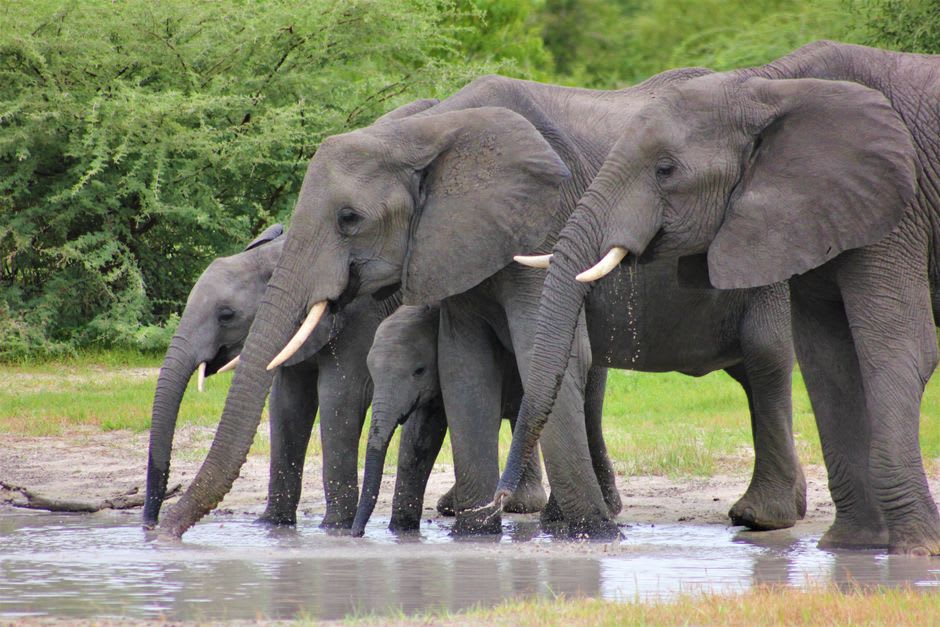 Elephant herd moving between baobab trees in Mashatu Game Reserve