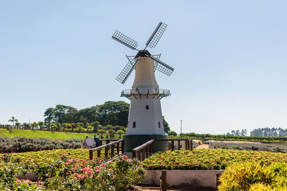 Traditional windmill standing among flower fields in Holambra