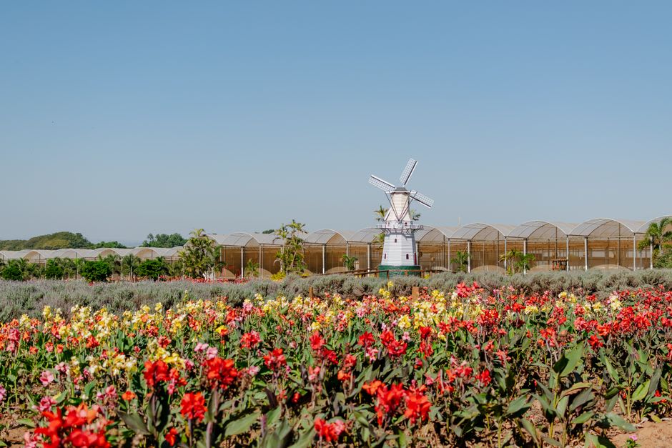 Windmill and Dutch-style buildings around Holambra's town square