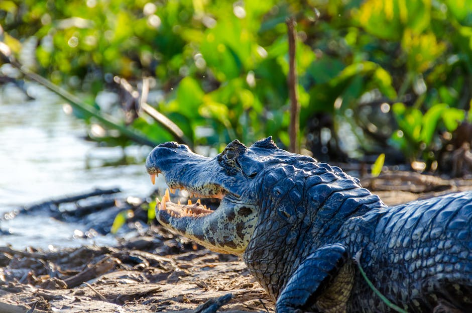 Wildlife gathering along the waterways of the Pantanal wetlands