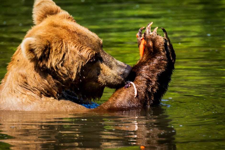 Un grizzli pêchant du saumon dans le lit de gravier peu profond de la rivière Bella Coola au crépuscule