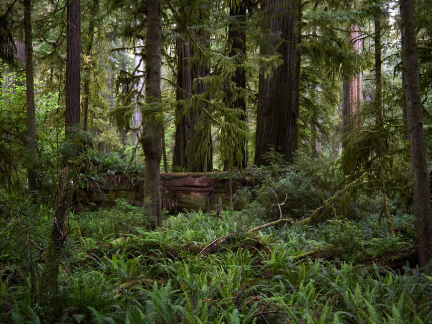 Sunlight filtering through the high canopy of Cathedral Grove onto a small trail winding between massive fir trunks