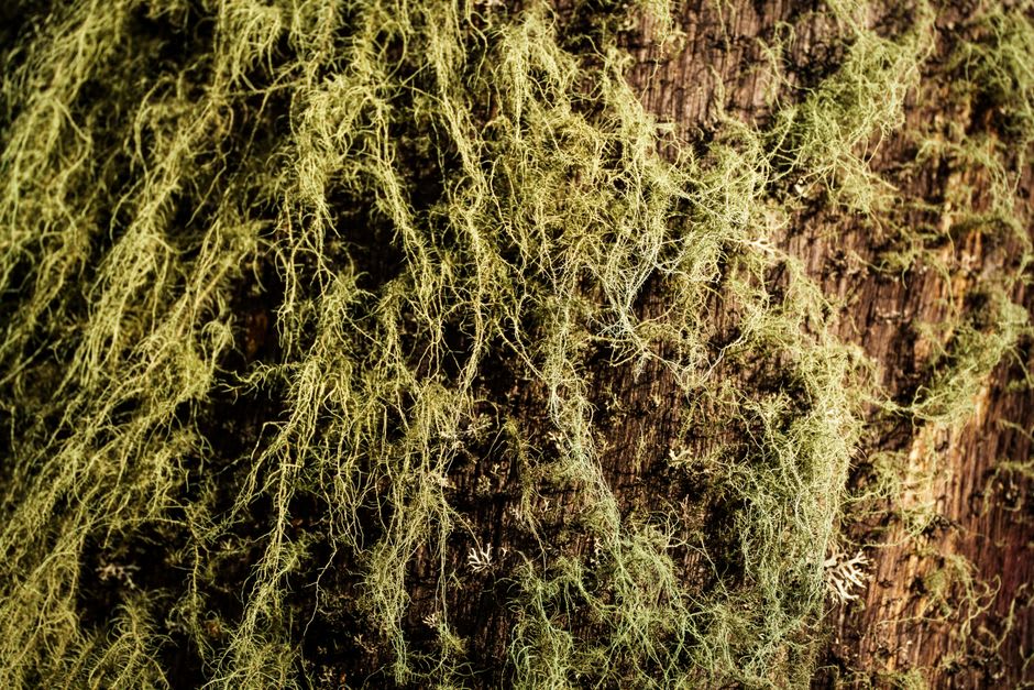 The base of a massive old-growth Douglas fir trunk in Cathedral Grove, its bark deeply furrowed and several people's width across