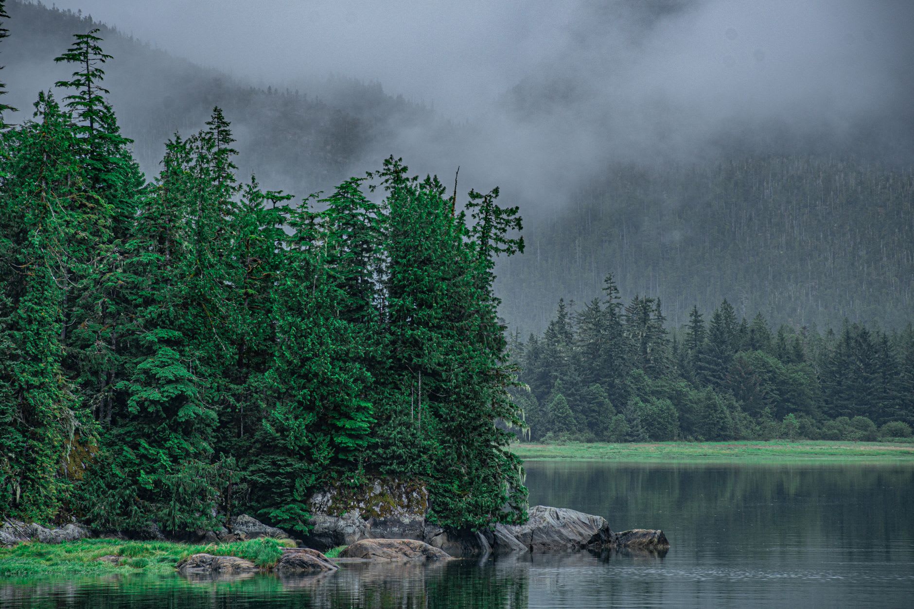 The old-growth Sitka spruce and cedar forest of Gwaii Haanas, ancient trees draped in moss and hanging lichens