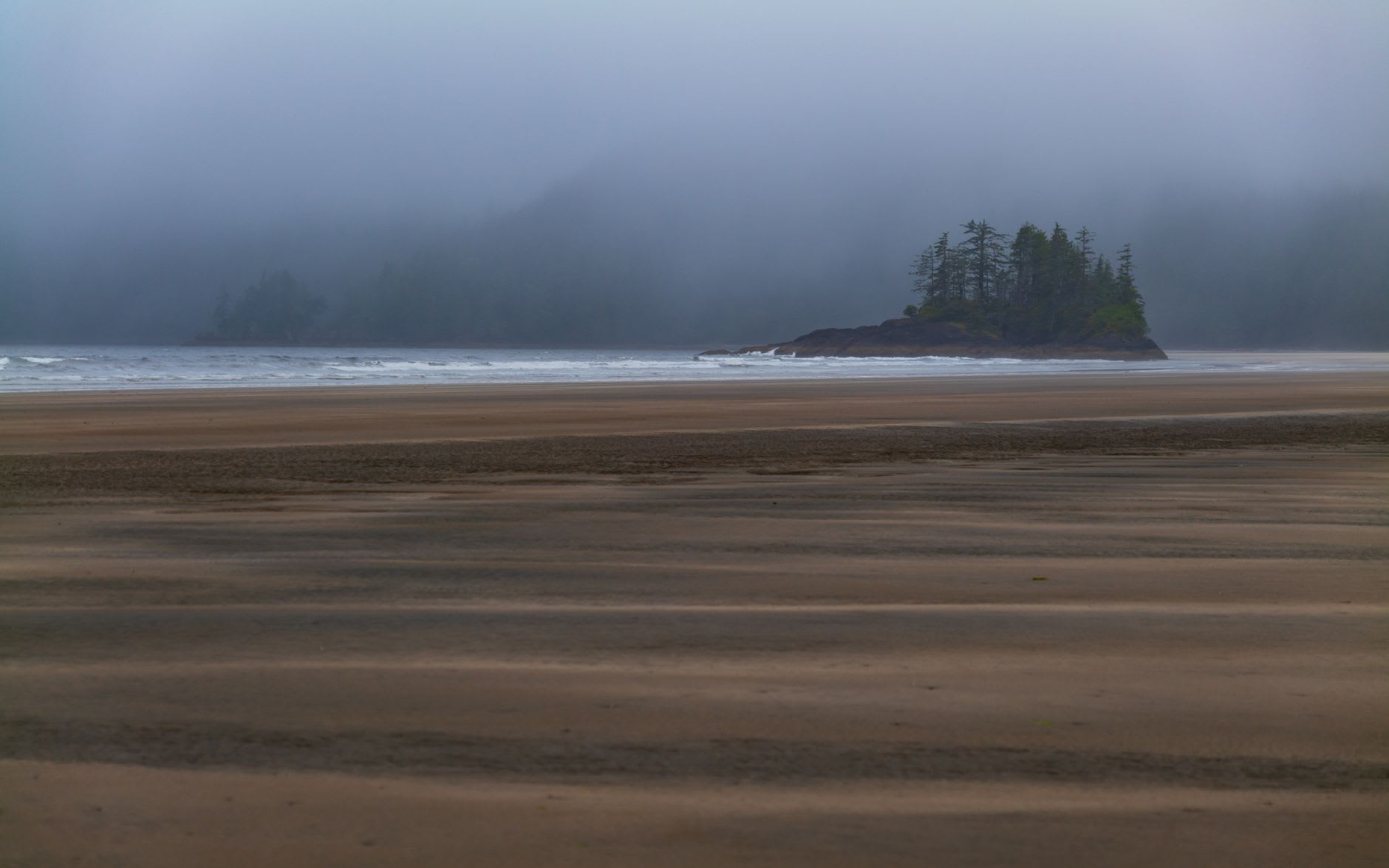 A black bear foraging along the shoreline in Haida Gwaii, the ancient forest rising behind it in the mist