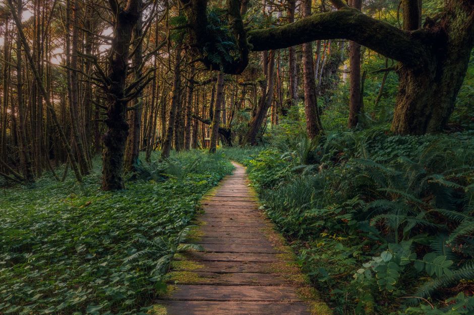 La passerelle du Wild Pacific Trail serpentant le long du promontoire rocheux avec des épinettes de Sitka penchées par le vent