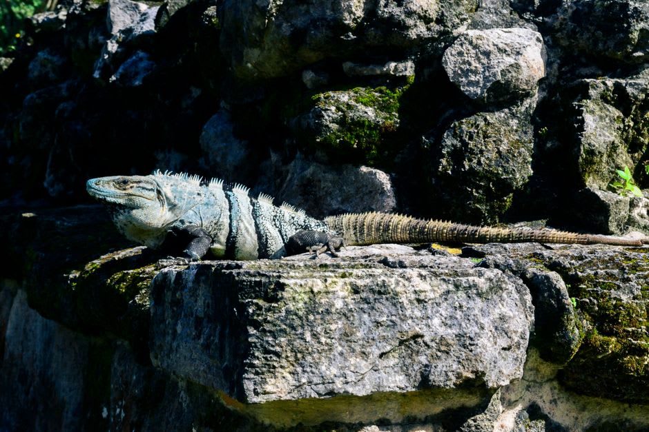 A Stout Iguana sunning itself on a rock along one of Guana Island's forest trails