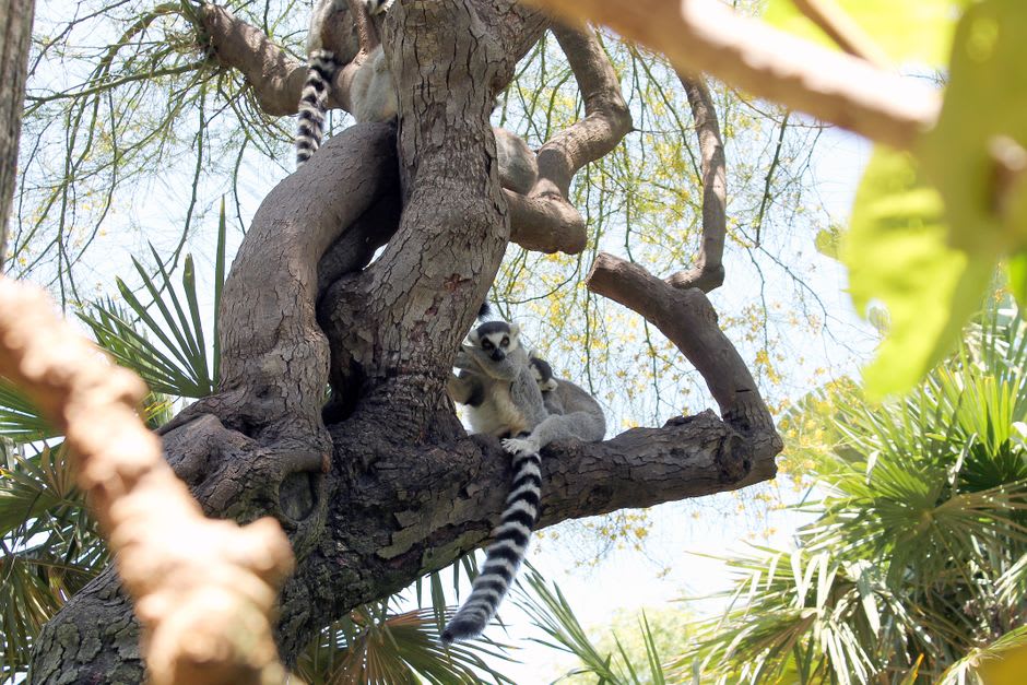 A ring-tailed lemur among the coastal vegetation on Necker Island, part of the island's private wildlife sanctuary