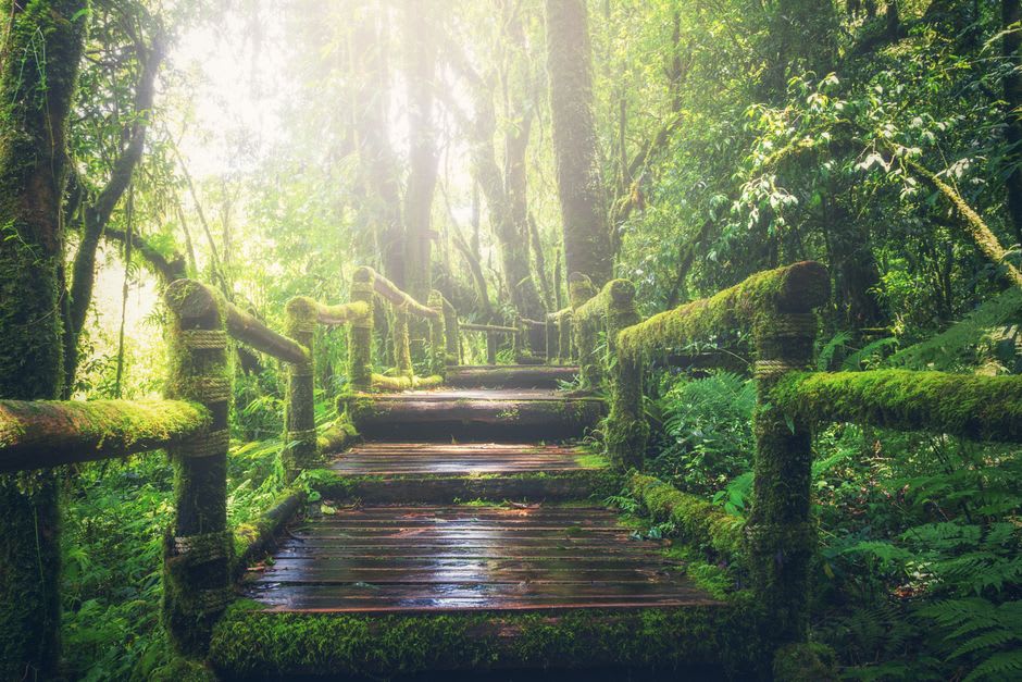 A hiking trail through Sage Mountain National Park's rainforest with buttress roots, ferns, and filtered green light
