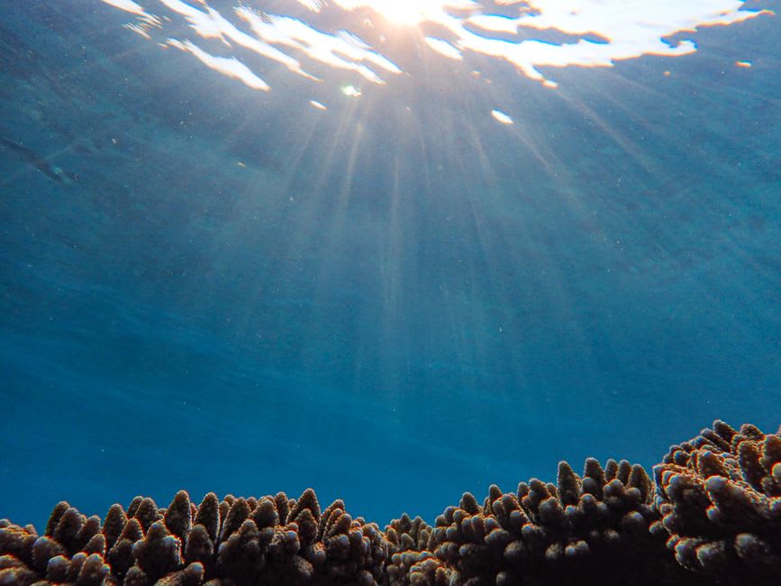 Jardines de coral blando en aguas poco profundas cerca de Cockroach Island, parte de The Dogs, con la luz del sol filtrándose a través de agua clara