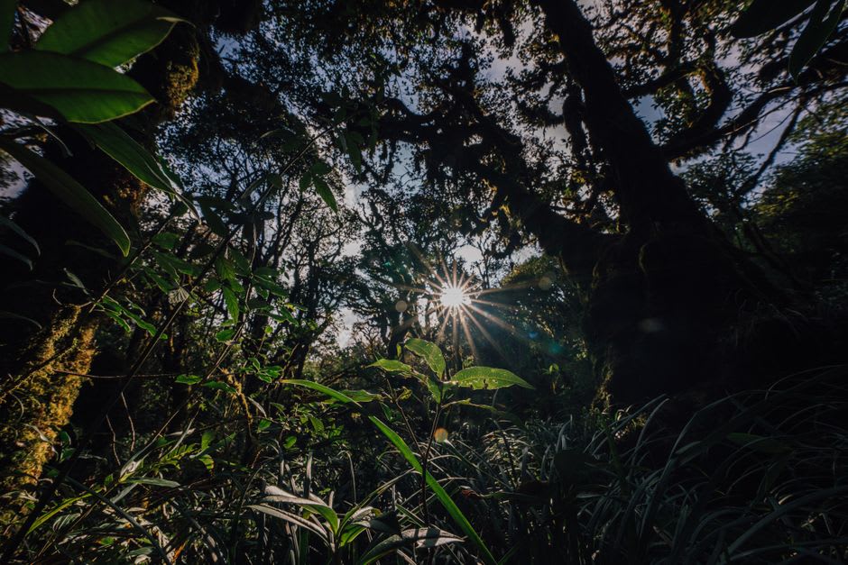 Sunlight filtering through the rainforest canopy along the Bukit Patoi trail