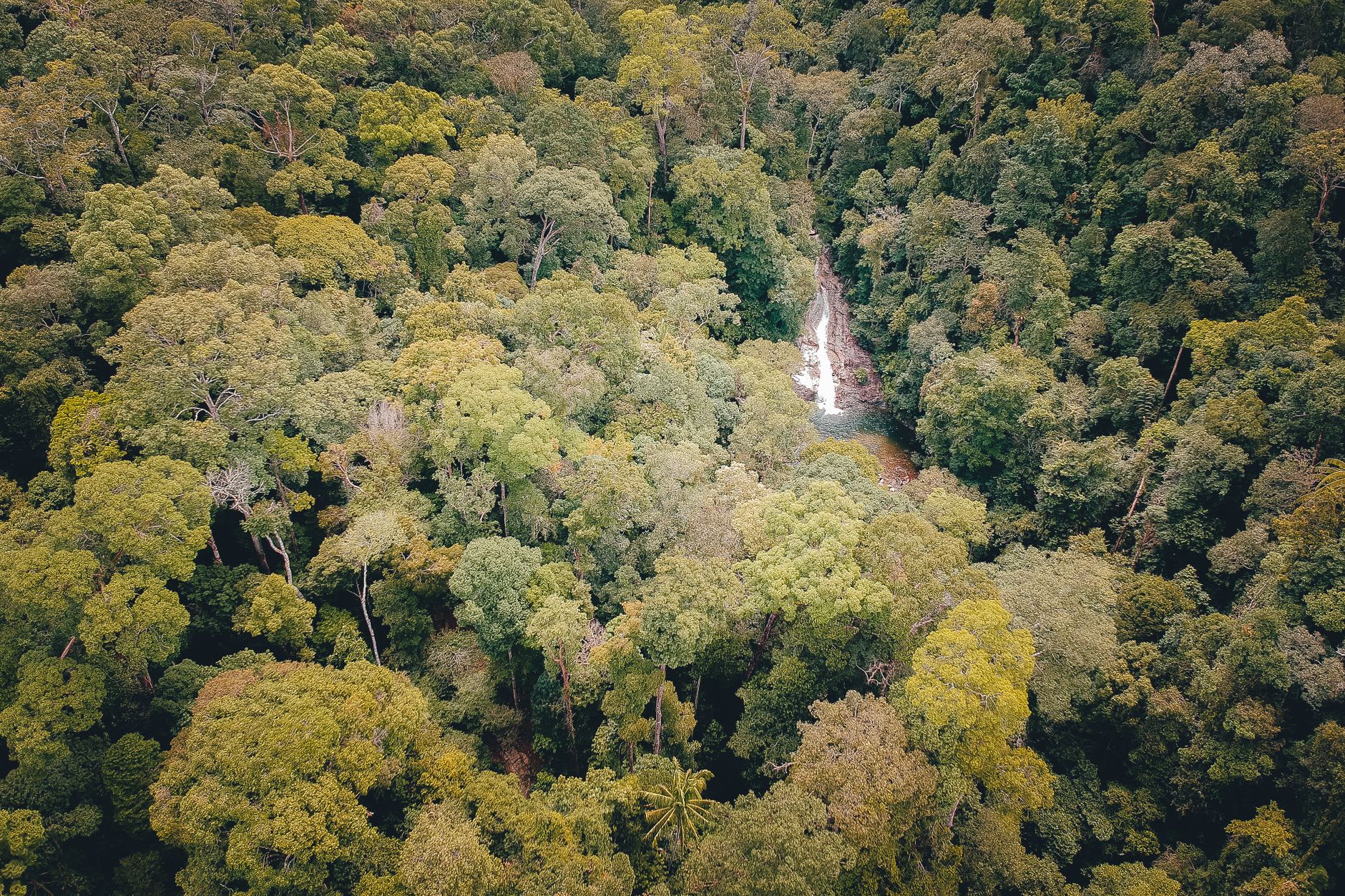 Vista desde la pasarela entre copas de Ulu Temburong mirando hacia una extensión ininterrumpida de selva virgen