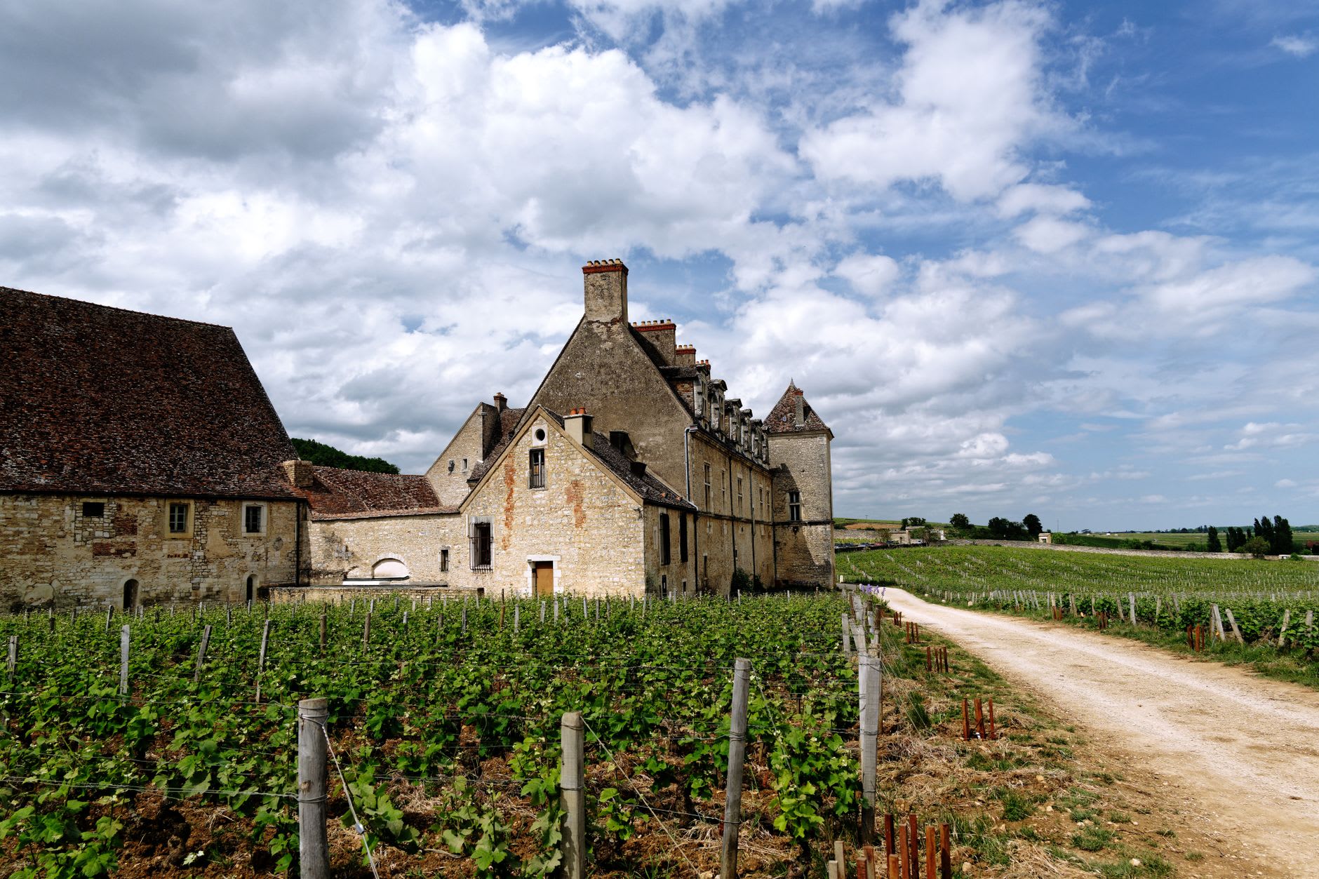 A wooden crate of harvested pinot noir grapes at a Nuits-Saint-Georges domaine during the October vendange