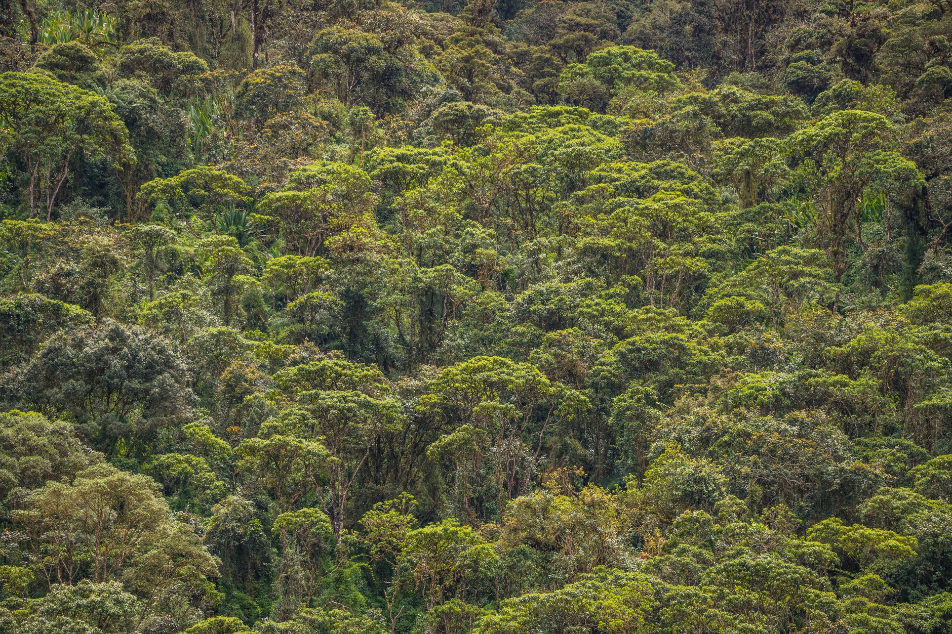 Ancient hagenia tree in the Kibira undergrowth, its silver bark and moss-draped branches catching a shaft of diffused light