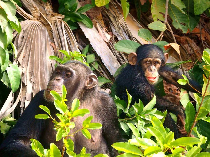 Guía señalando hacia los gritos de chimpancés que resuenan en el dosel del bosque de Vyanda