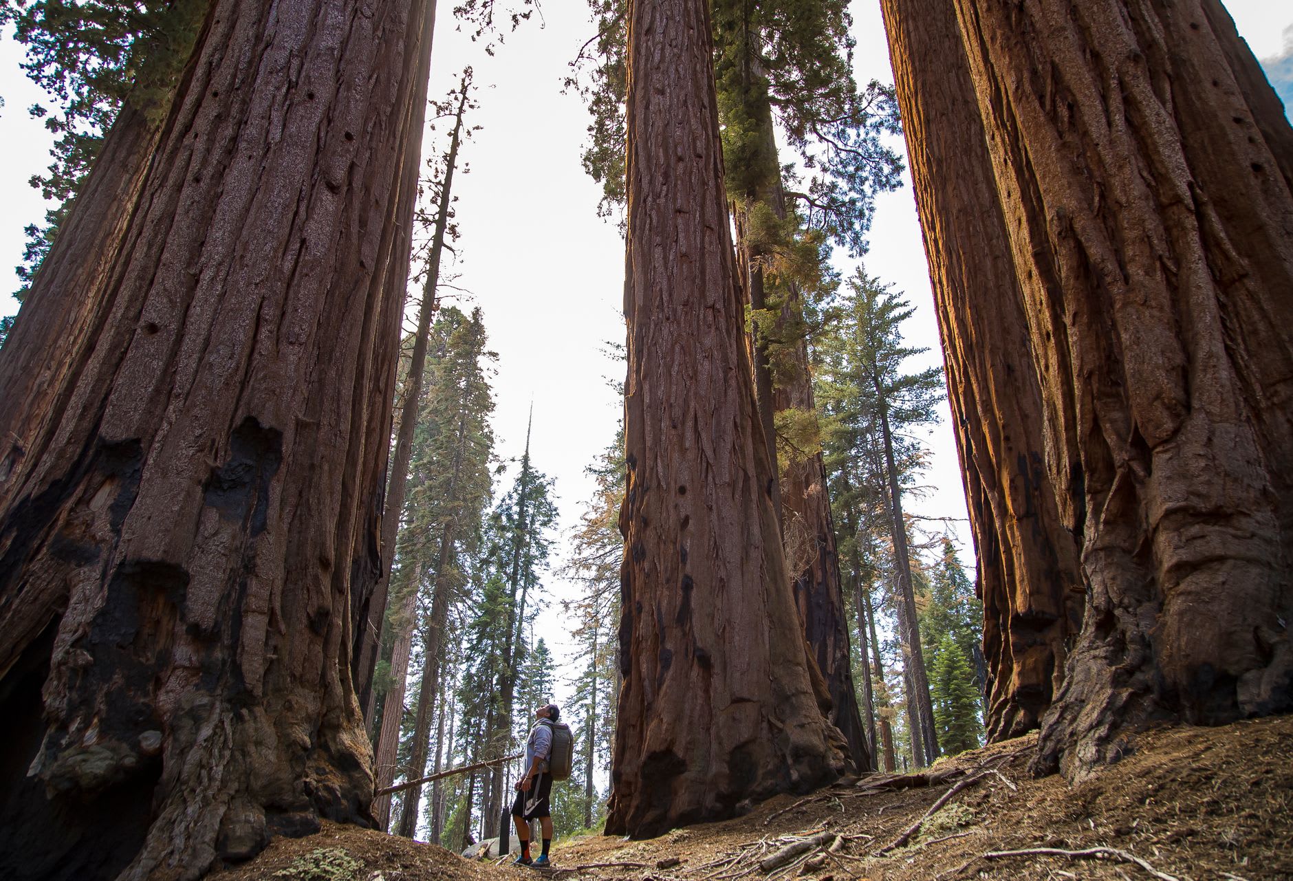 A boardwalk path winding between the enormous cinnamon-colored trunks of giant sequoias in the Giant Forest, Sequoia National Park.