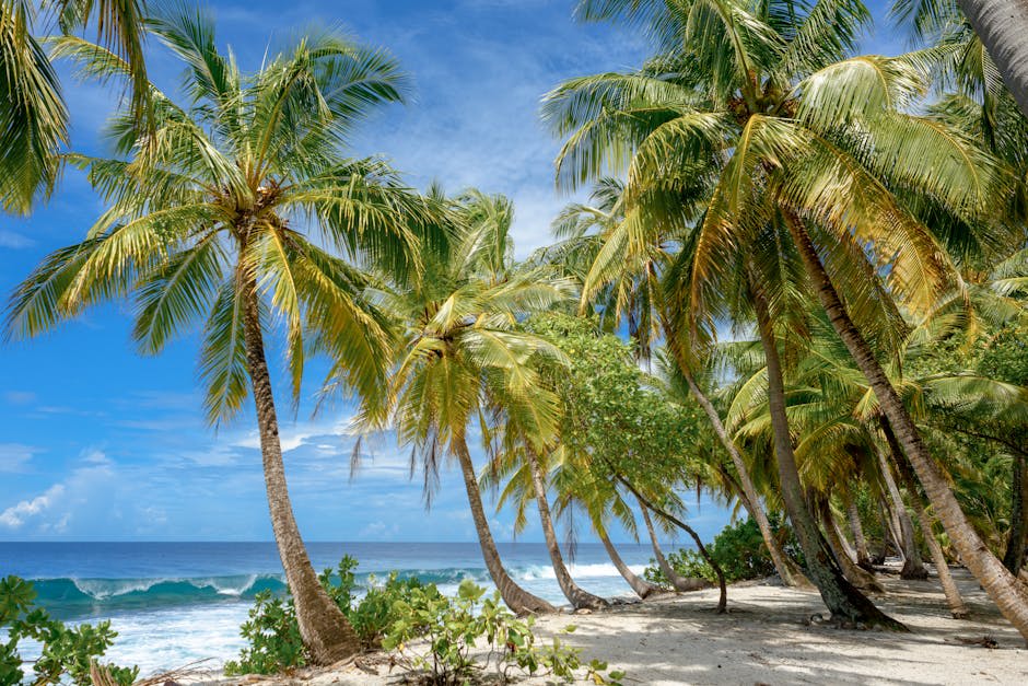 Pristine tropical beach with palm trees leaning over turquoise water