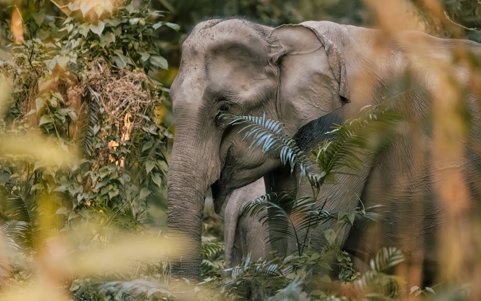 An elephant walking through lush jungle in the Mondulkiri highlands