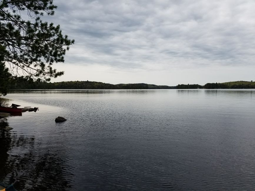 Rocky shoreline with wind-bent pines overlooking a misty Algonquin lake, reminiscent of Group of Seven paintings