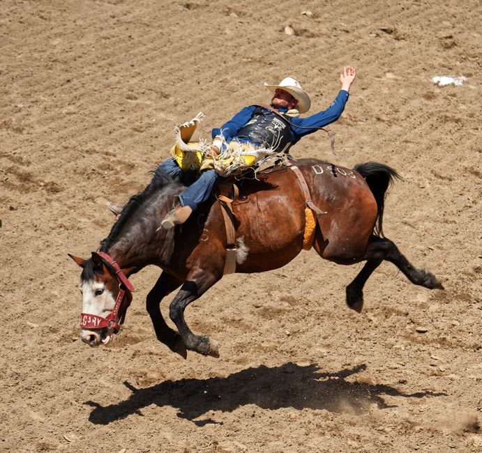 Cowboys competing in a chuckwagon race at the Calgary Stampede rodeo grounds