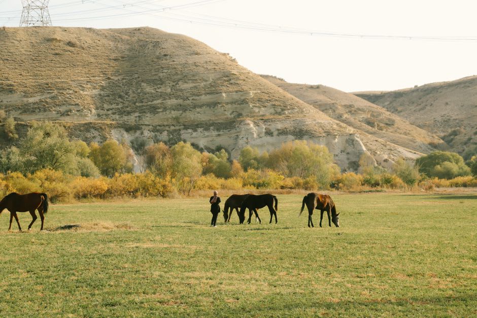 Wild horses grazing on the open grassland of the Chilcotin Plateau