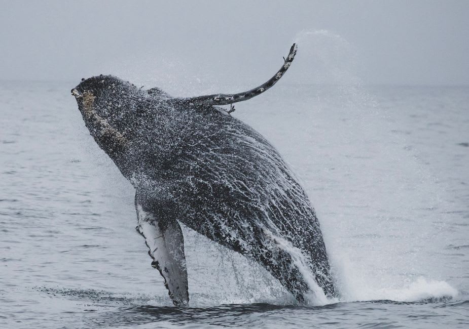 A humpback whale breaching in the fog-covered waters off Digby Neck