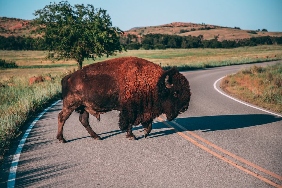 Wood bison bull crossing a gravel road inside Elk Island National Park