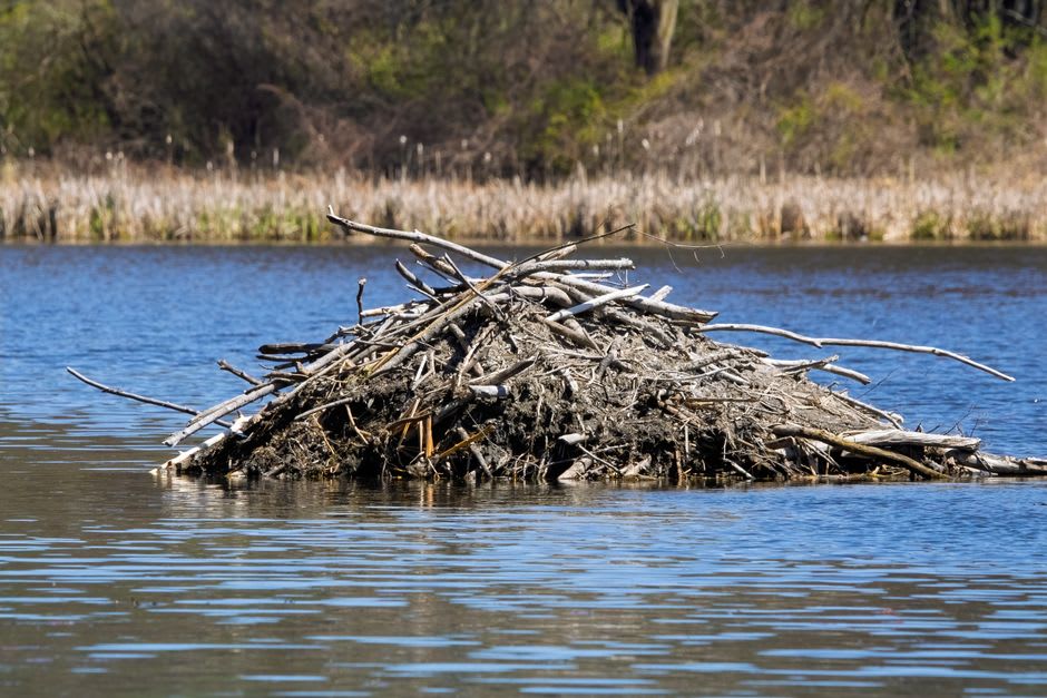 Beaver lodge reflected in the still waters of Astotin Lake at dusk