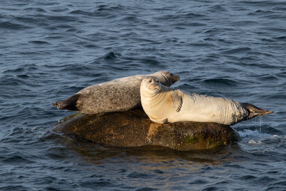 Grey seals resting on rocks along the shoreline of Forillon National Park