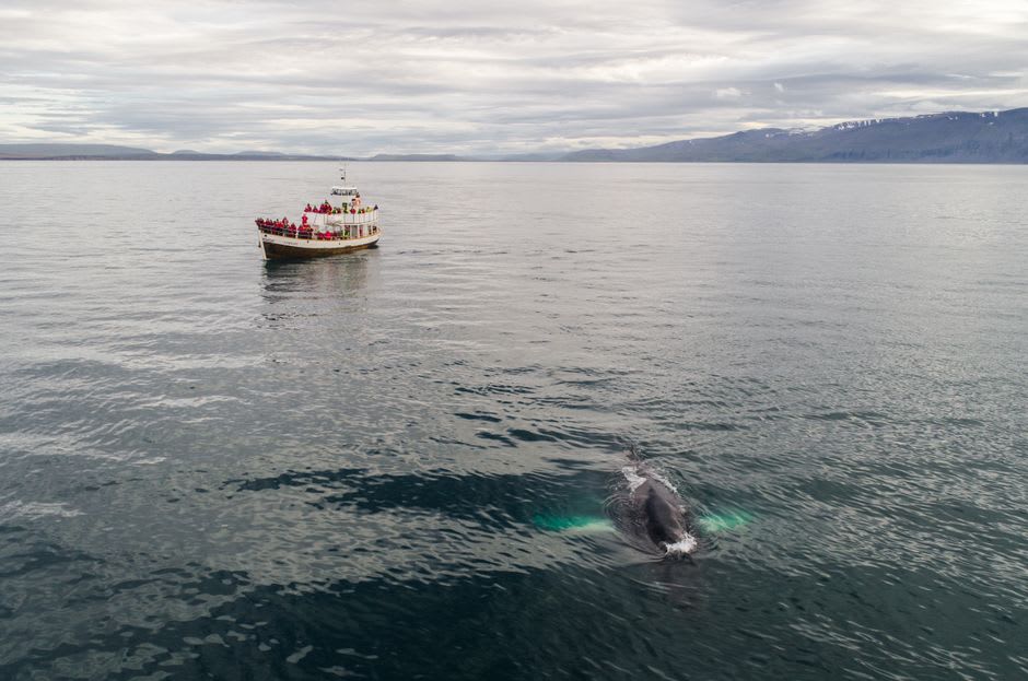 Whale surfacing near a whale-watching boat off the coast of Grand Manan Island
