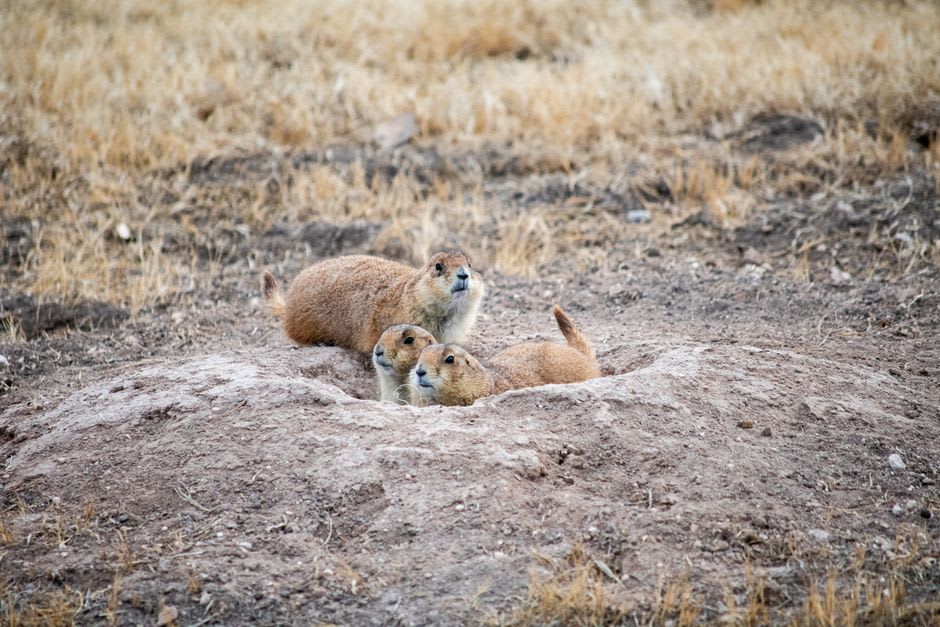 Black-tailed prairie dog standing alert outside its burrow with the colony's mounds stretching behind it