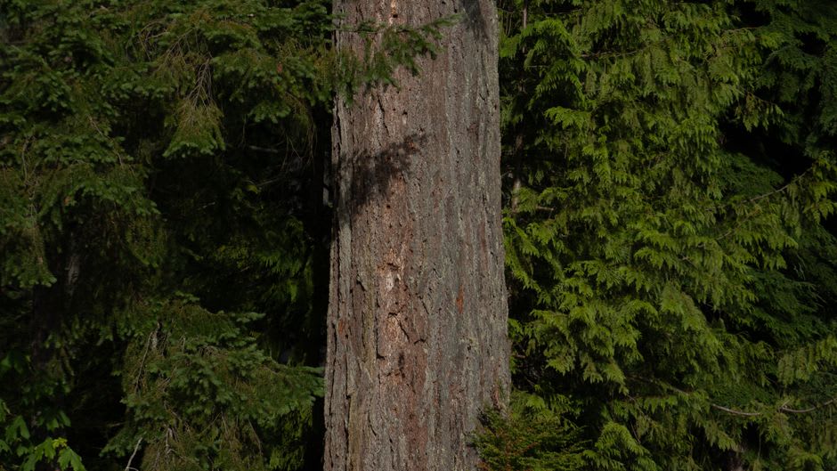 Weathered mortuary totem poles in an abandoned village clearing surrounded by old-growth rainforest