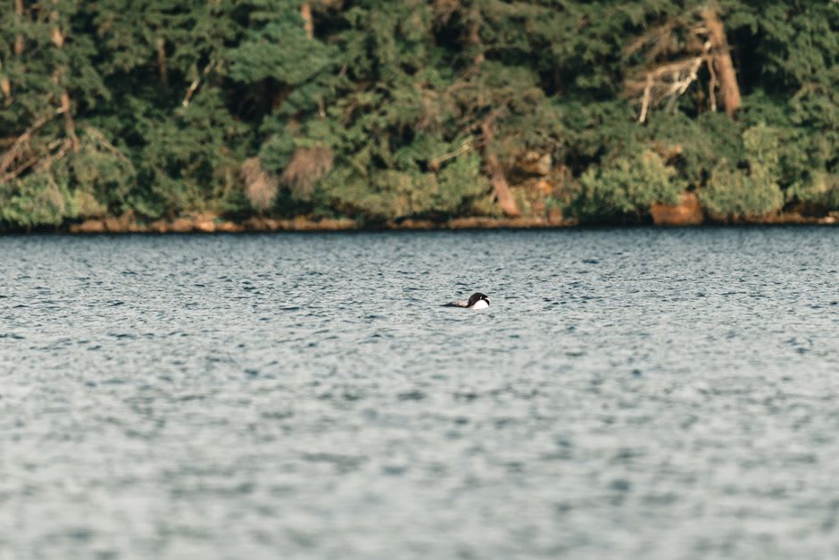 Canoe drifting past a loon on a still Haliburton lake