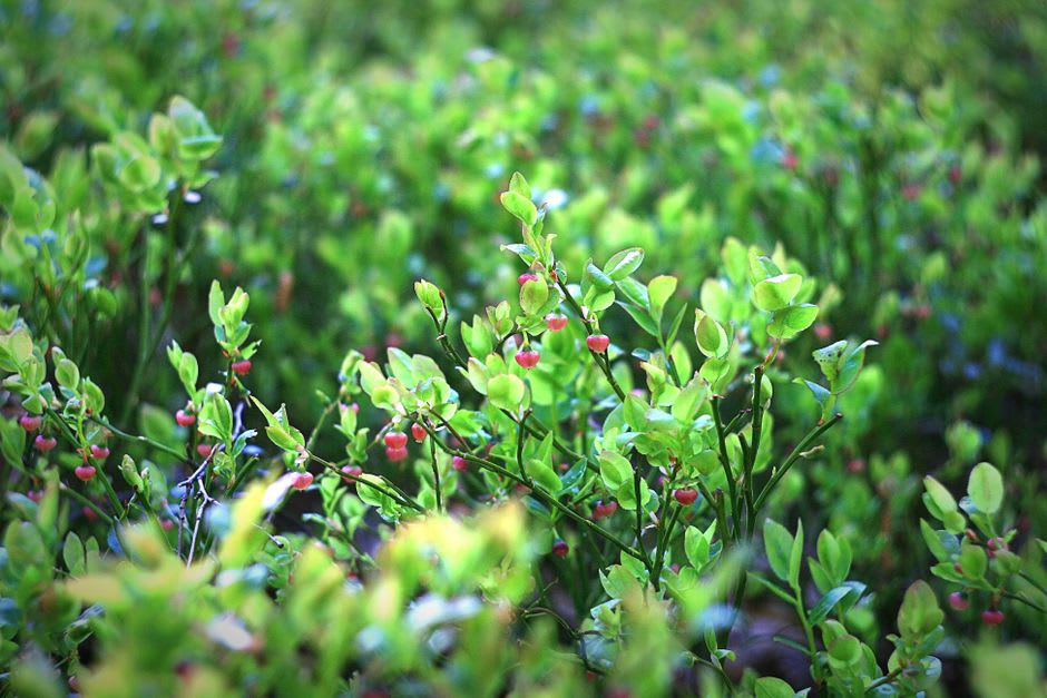 Wild blueberry bushes with ripe berries in a Lac Saint-Jean farm field