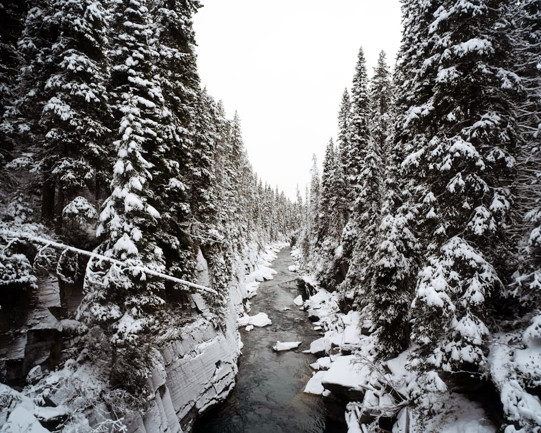 Steep tree-lined ski run with fresh untracked powder snow in the Kootenay Mountains