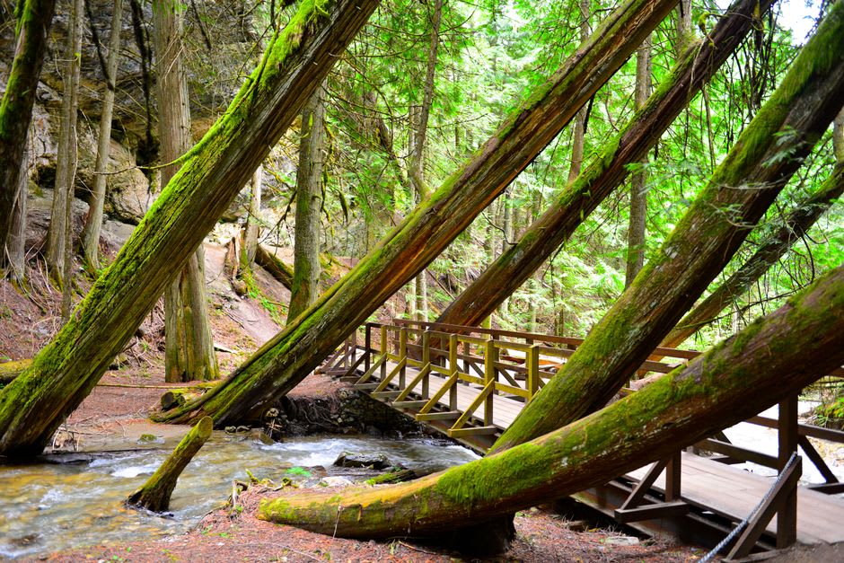 Moss-draped rainforest trail with towering cedar trees near the Pacific coast