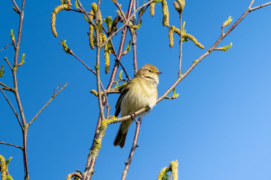 Warbler resting in tree branches during spring migration on Pelee Island