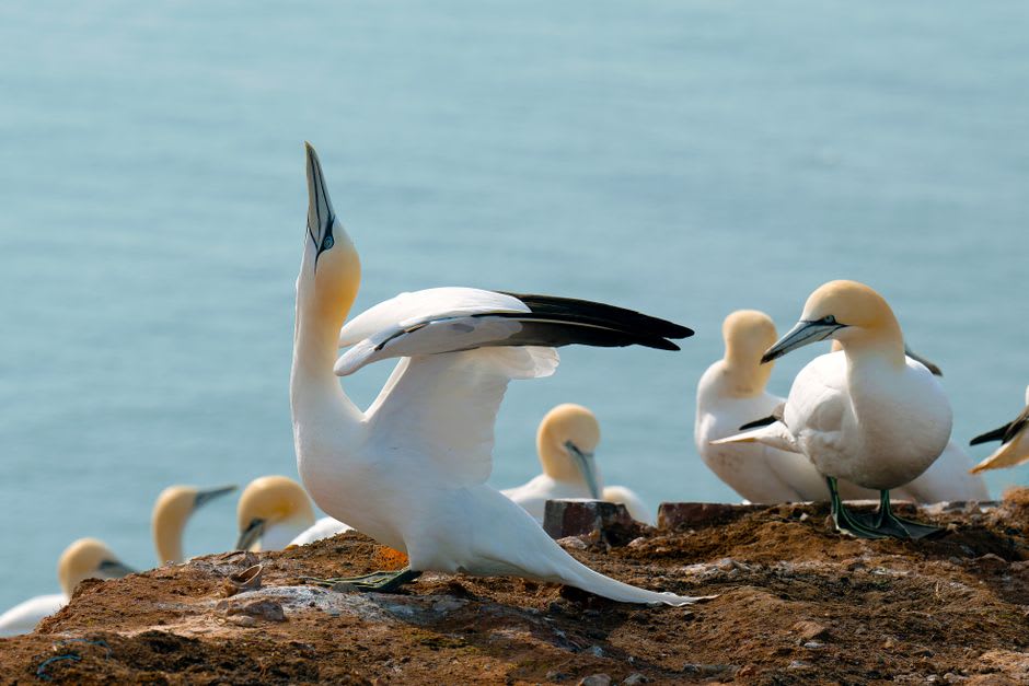 Northern gannets covering the cliffs of Bonaventure Island in a dense colony