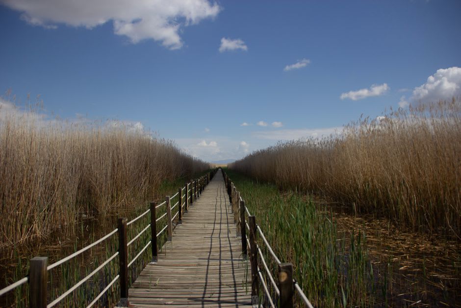 Wooden boardwalk trail cutting through dense cattail marsh at Point Pelee National Park