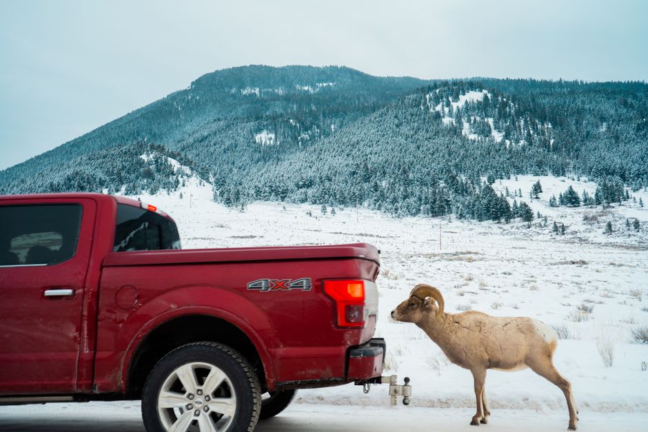 Bighorn sheep standing on a rocky roadside near the townsite of Radium Hot Springs