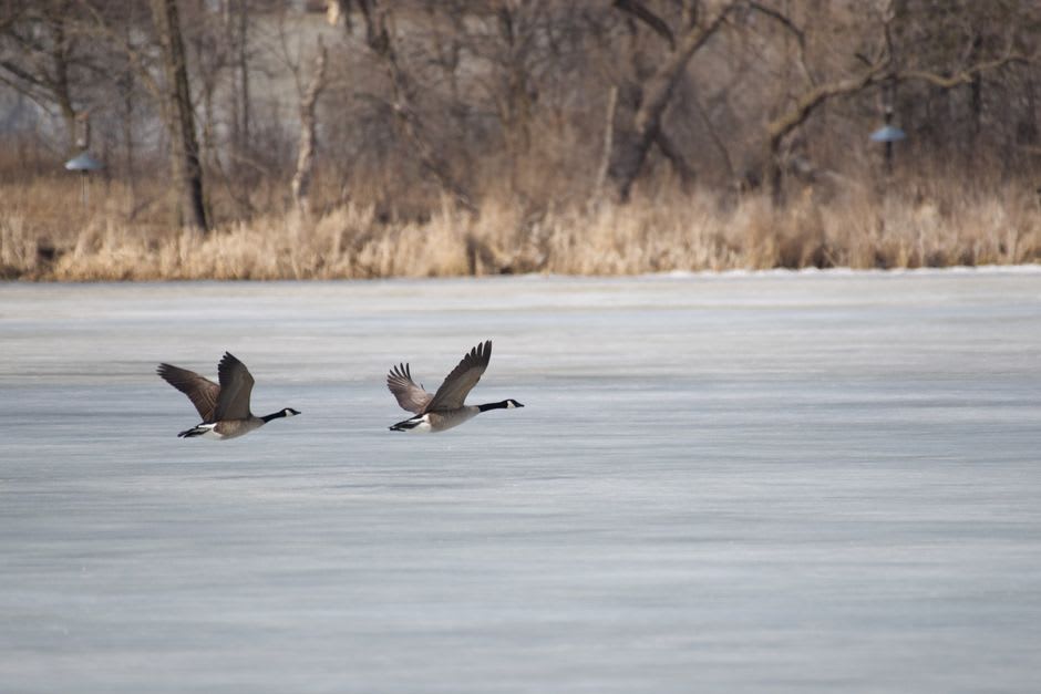 Canada geese flying over the artificial lake at Wascana Centre with the Legislative Building beyond