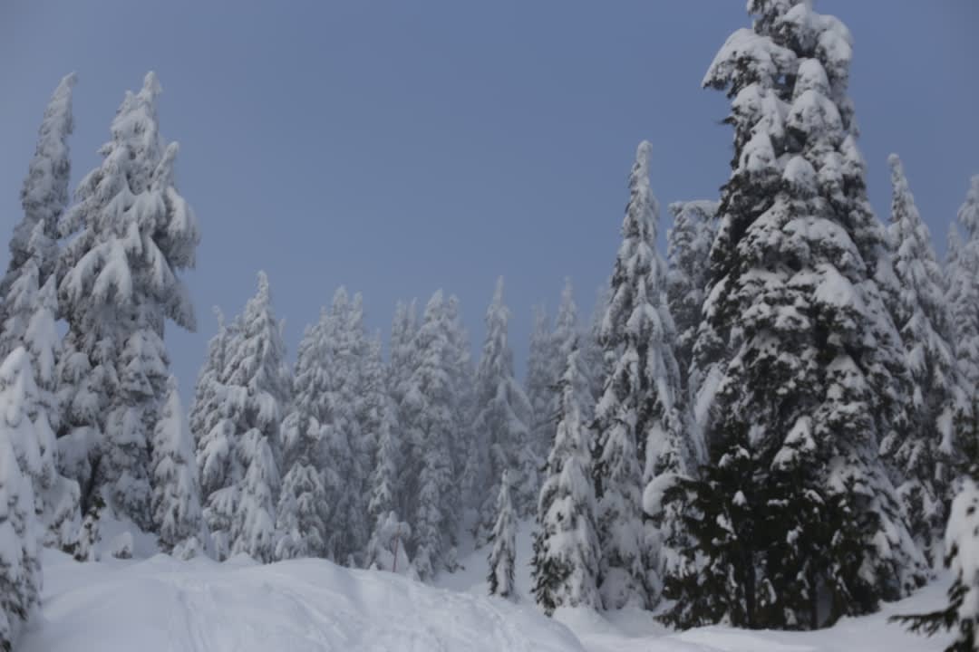 Powder skier carving fresh tracks through untouched snow-covered trees