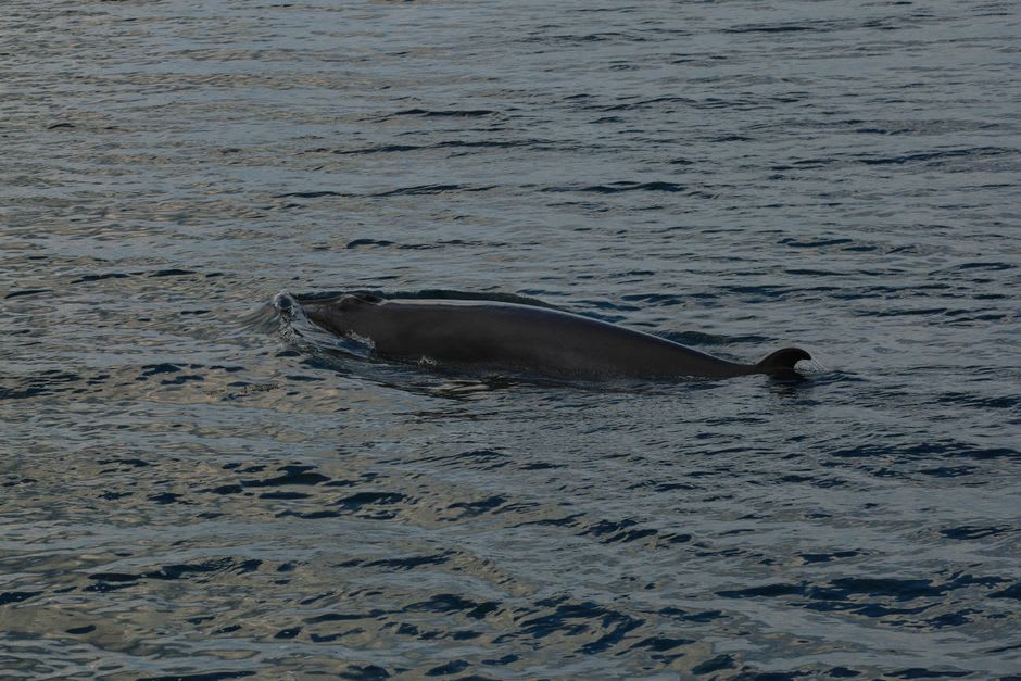 Pod of white beluga whales surfacing near Tadoussac