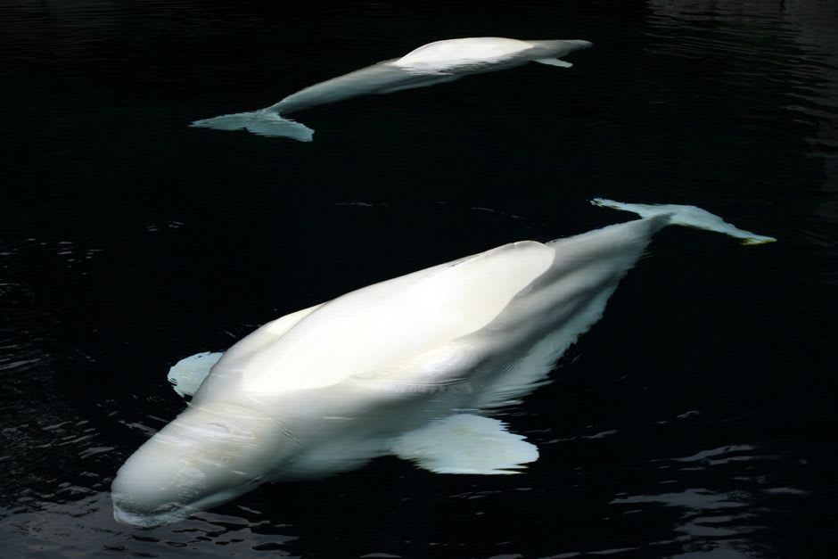 Beluga whale surfacing in the dark waters where the Saguenay Fjord meets the St. Lawrence